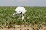 BICHON FRISE 198